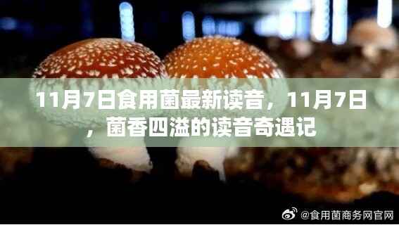 11月7日食用菌读音揭秘,菌香四溢的奇遇记