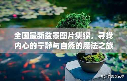 全国最新盆景图片集锦,寻找内心的宁静与自然的魔法之旅