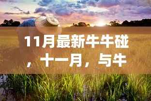 十一月与牛牛共舞,探寻自然美景的心灵之旅
