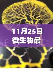 探秘小巷深处的微生物乐园,11月25日的微生物新发现
