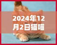 猫喵日常奇遇,友情与陪伴的温馨时光(最新2024年12月2日更新)