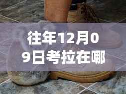 探秘小巷深处的考拉观测奇妙之旅,实时自然观察盛宴开启!