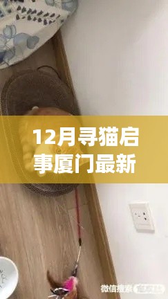 厦门温馨寻猫启事,坚持与爱心交织的寻猫之旅(最新12月更新)