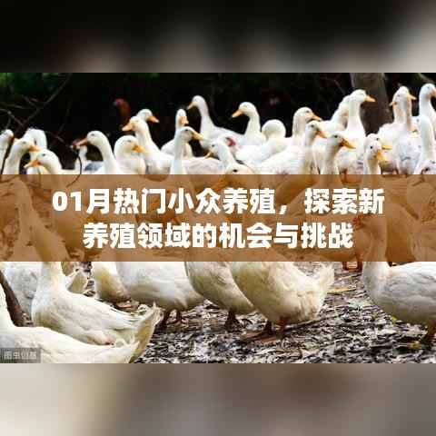 热门小众养殖新机遇与挑战探索