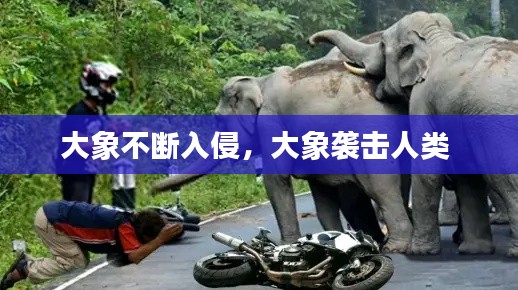 大象不断入侵,大象袭击人类