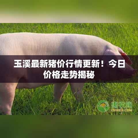 玉溪最新猪价行情更新！今日价格走势揭秘