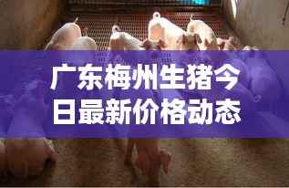 广东梅州生猪今日最新价格动态通知