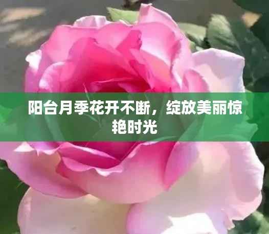 阳台月季花开不断,绽放美丽惊艳时光